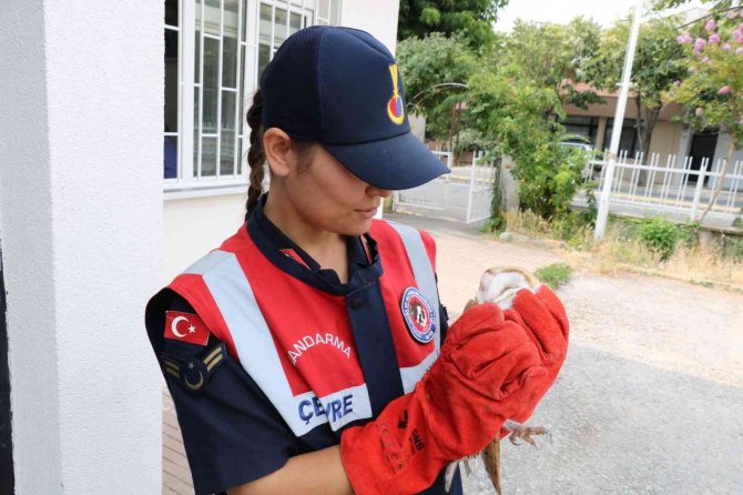 Yaralı Olarak Bulunan Baykuş Ve Leylek Tedavi Altına Alındı