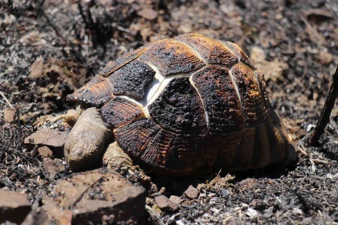 Orman Yangınından Geriye Kalan Acı Kare: Alevlerden Kaçamayınca Telef Oldu