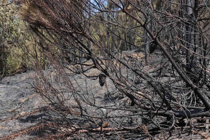 Orman Yangınından Geriye Kalan Acı Kare: Alevlerden Kaçamayınca Telef Oldu