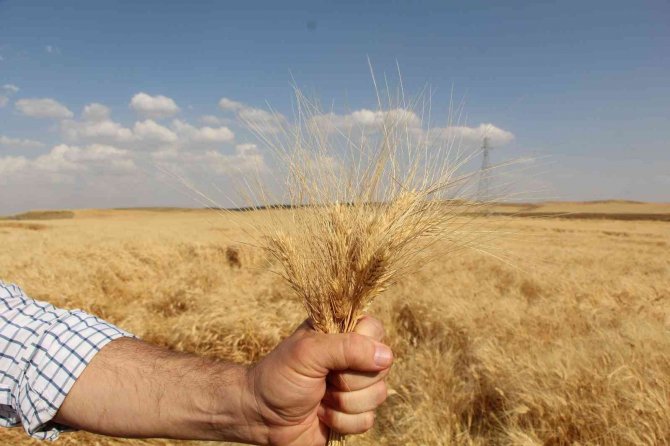 Siirt’te Toprak Mahsulleri Ofisi Alım Primi Desteği Başladı