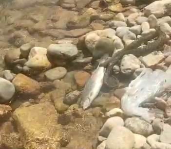 Yılanın Balık Avı Kameralarda