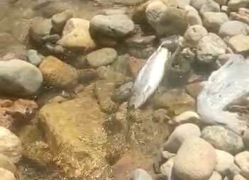 Yılanın Balık Avı Kameralarda