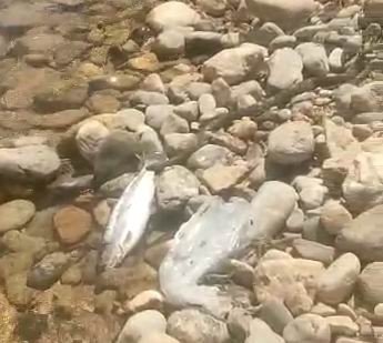 Yılanın Balık Avı Kameralarda