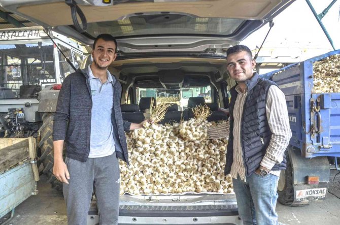 Taşköprü Sarımsağı Bu Yıl Üreticisinin Yüzünü Güldürüyor