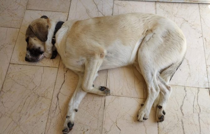 Köpeklerini Bulana 5 Bin Tl Ödül Verecek