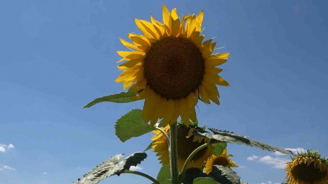 Yağlık Ayçiçeği Tarlaları Yüzleri Güldürdü: Çiftçi Yüksek Verim Bekliyor