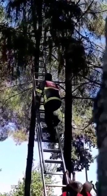 Ağaçta Mahsur Kalan Kedi İtfaiye Ekiplerince Kurtarıldı
