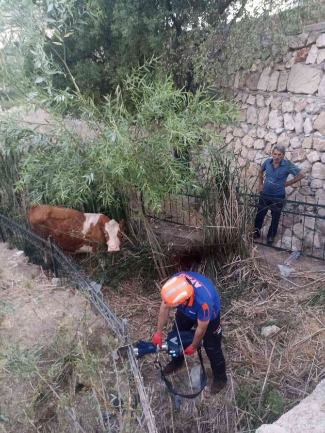 Dereye Düşen İnek Kurtarıldı