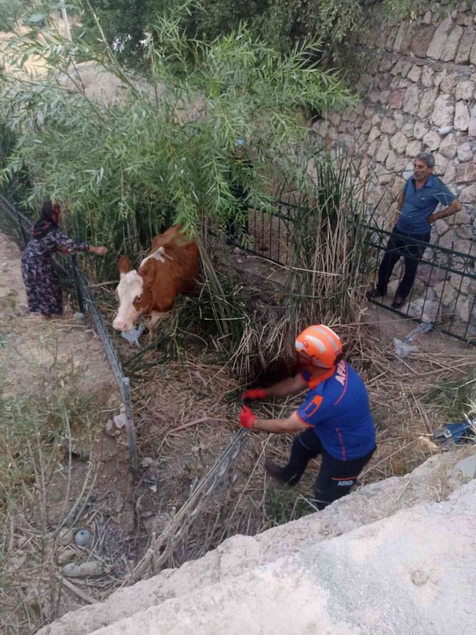 Dereye Düşen İnek Kurtarıldı