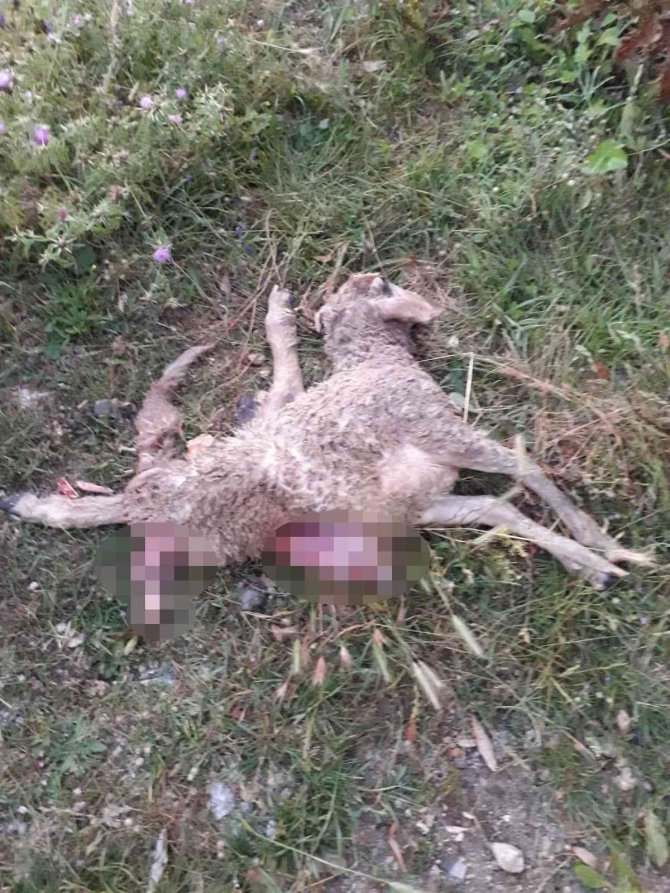 Ormana Bırakılan Köpeklerin Saldırdığı Koyunlar Telef Oldu