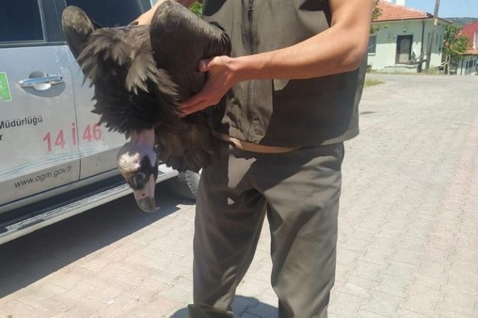 Ormancıların Bulduğu Yavru Kara Akbaba Koruma Altına Alındı