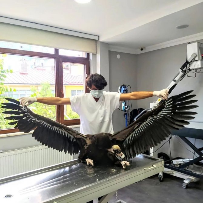 Ormancıların Bulduğu Yavru Kara Akbaba Koruma Altına Alındı