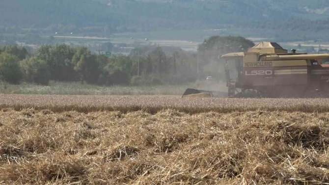 Üniversitenin Arazisine Buğday Ektiler, 400 Ton Hasat Yaptılar