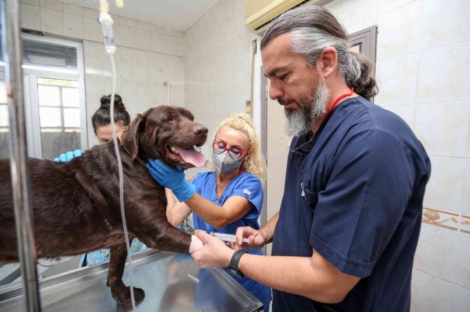 Bursa’da İlk Kez Bir Köpek, Hücre Kök Tedavisiyle Sağlığına Kavuştu