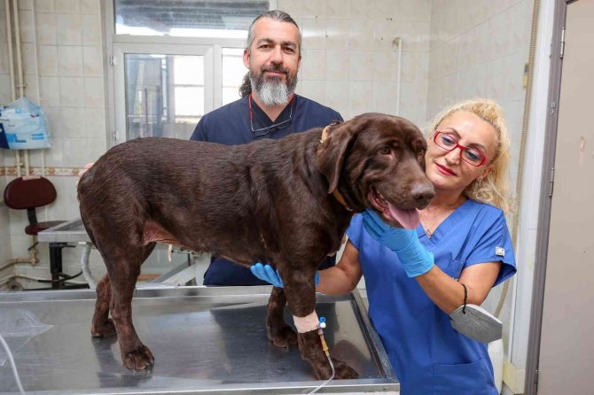 Bursa’da İlk Kez Bir Köpek, Hücre Kök Tedavisiyle Sağlığına Kavuştu
