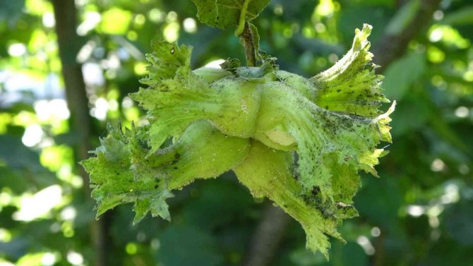 Cumhurbaşkanı, Fındık Fiyatını Ordu’da Açıklayacak