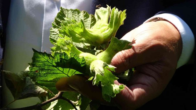 Cumhurbaşkanı, Fındık Fiyatını Ordu’da Açıklayacak