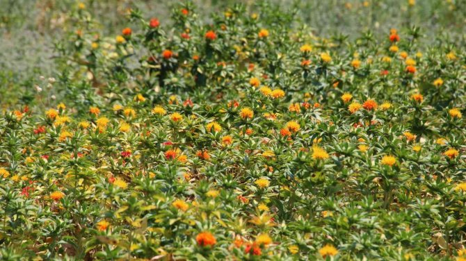 Derince’de Aspir Tohumları Yeşerdi