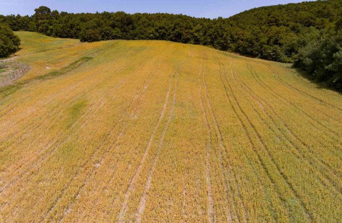 Derince’de Aspir Tohumları Yeşerdi