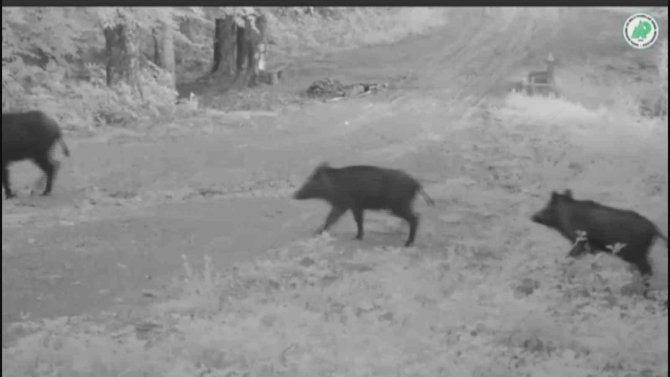 Kurtlar Sakinlikleri İle Dikkat Çekti