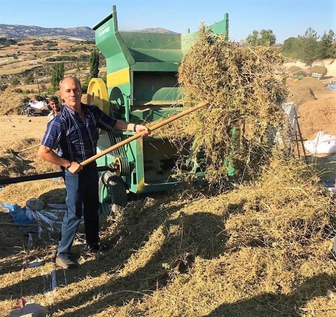Dünyanın Tescilli Kekik Bahçesi Denizli’de Hasat Devam Ediyor