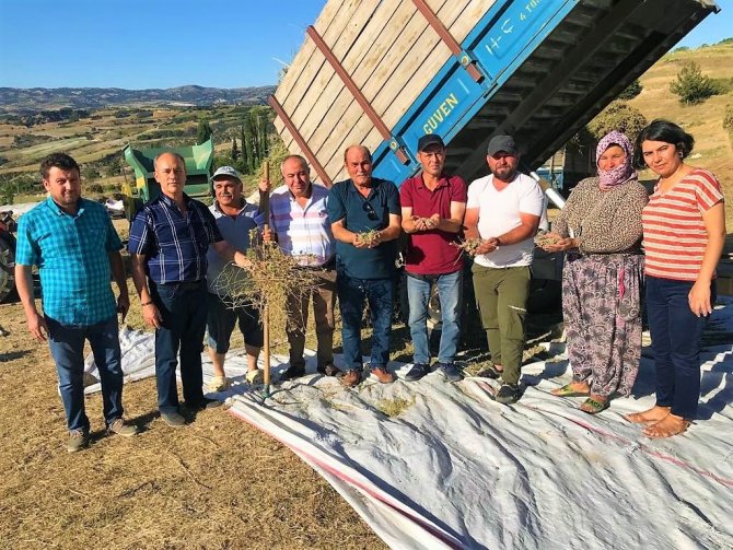 Dünyanın Tescilli Kekik Bahçesi Denizli’de Hasat Devam Ediyor