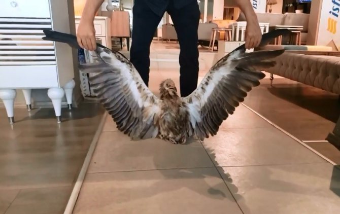 Bitkin Halde Bulunan Kızıl Akbaba, Ekiplere Teslim Edildi