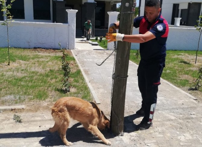 Biri Direğe Bağlı, Diğeri Kuyuda Mahsur Kalan Köpekleri İtfaiye Kurtardı