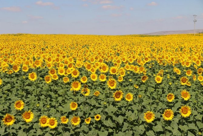 Tepebaşı Belediyesi Çiftçinin Yüzünü Güldürecek Proje İçin Hibe Almaya Hak Kazandı