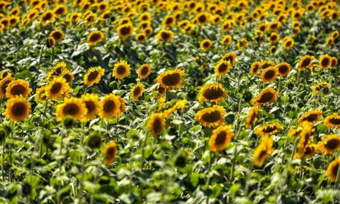 Tepebaşı Belediyesi Çiftçinin Yüzünü Güldürecek Proje İçin Hibe Almaya Hak Kazandı