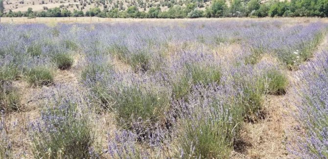 Giresun’da Dokap Desteğiyle Lavanta Üretimi Yaygınlaştırılıyor