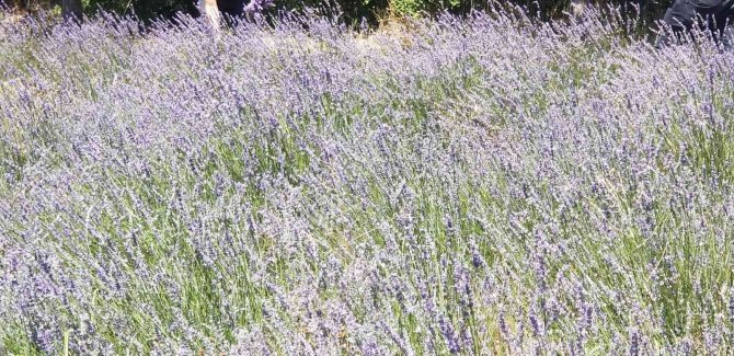Giresun’da Dokap Desteğiyle Lavanta Üretimi Yaygınlaştırılıyor