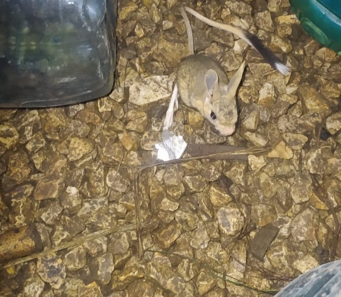 Yüksekova’da Arap Tavşanı Görüntülendi