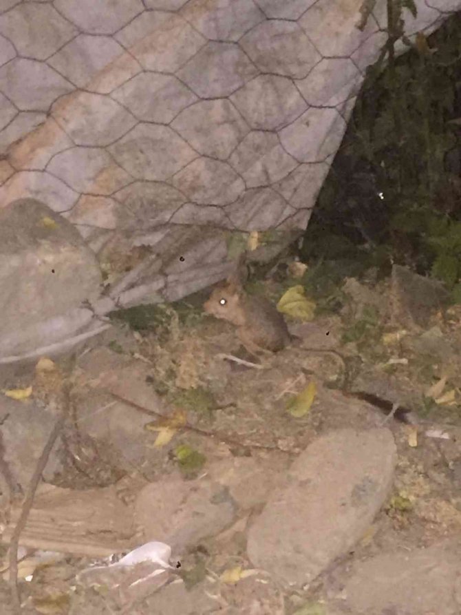 Yüksekova’da Arap Tavşanı Görüntülendi