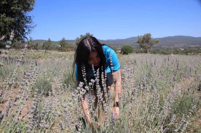 Bodrum’da Tarım Kampı Katılımcıları Sertifikalarını Aldı