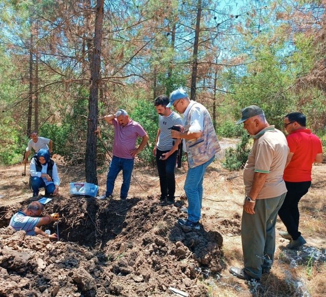 Orman Zararlıları Araştırılıyor