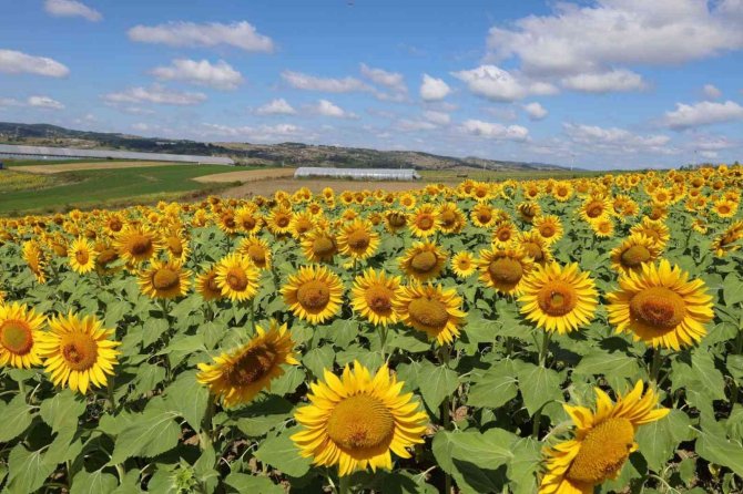 Ayçiçeği Tarlaları Hasat İçin Gün Sayıyor