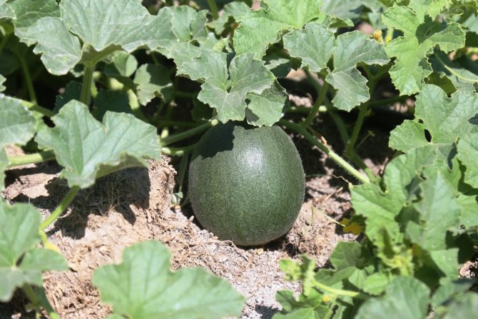 Ereğli’de Organik Tarım Hasada Hazırlanıyor