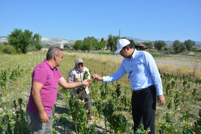 Kaymakam Yıldırım Tarlada Tütün Kırdı