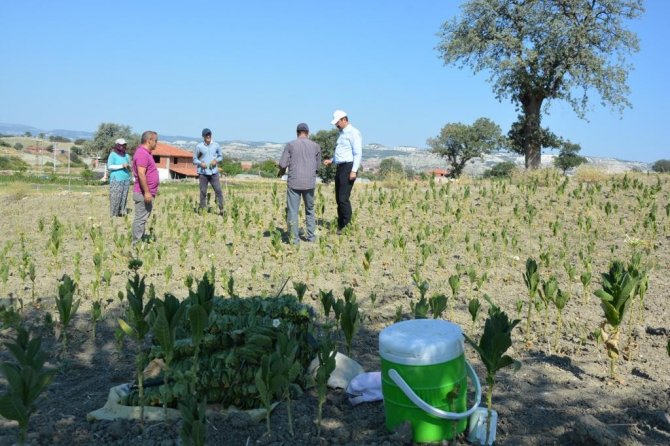 Kaymakam Yıldırım Tarlada Tütün Kırdı