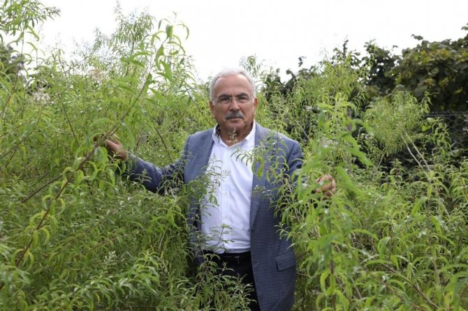 Ordu, Tıbbi Ve Aromatik Bitki Üretimine Göz Kırpıyor