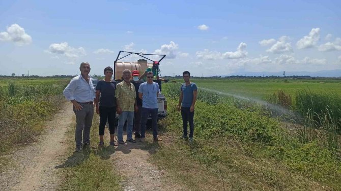 Çeltik Alanlarında Larva İle Mücadele