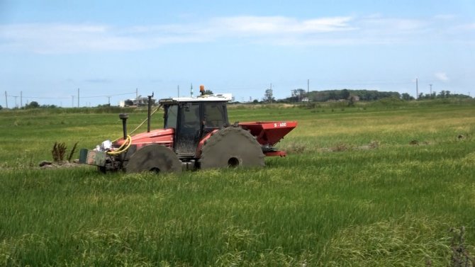 Çeltik Alanlarında Larva İle Mücadele