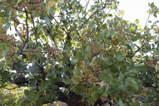 Yüksek Verim Beklenen Siirt Fıstığı İçin Oda Başkanından ’Aracı’ Uyarısı