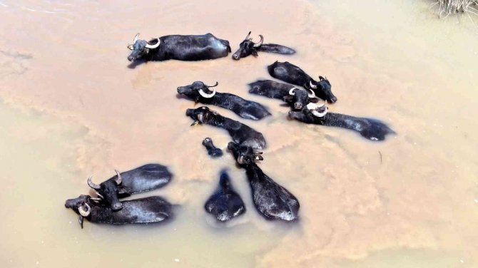 Bunası Afrika Değil Sivas