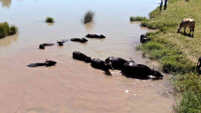 Bunası Afrika Değil Sivas