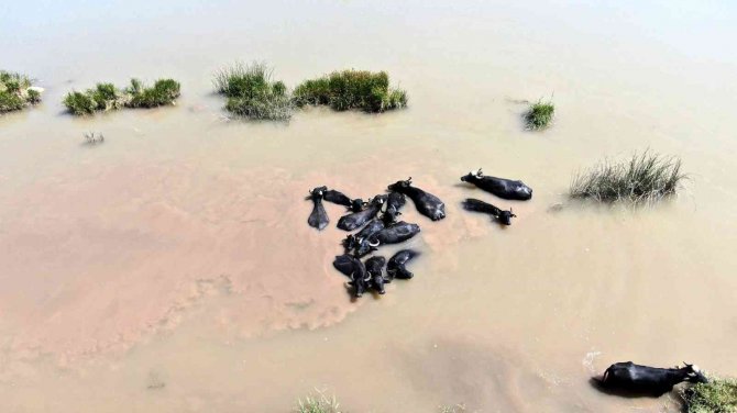 Bunası Afrika Değil Sivas