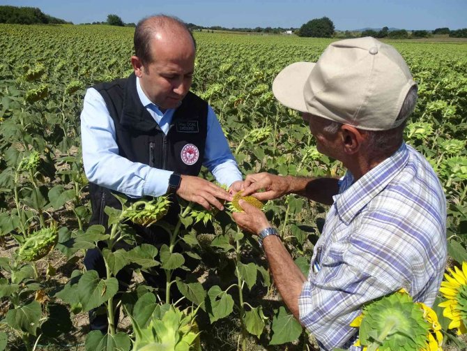 Trakya’da Çayır Tırtılı İle Mücadele Devam Ediyor