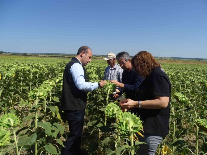 Trakya’da Çayır Tırtılı İle Mücadele Devam Ediyor