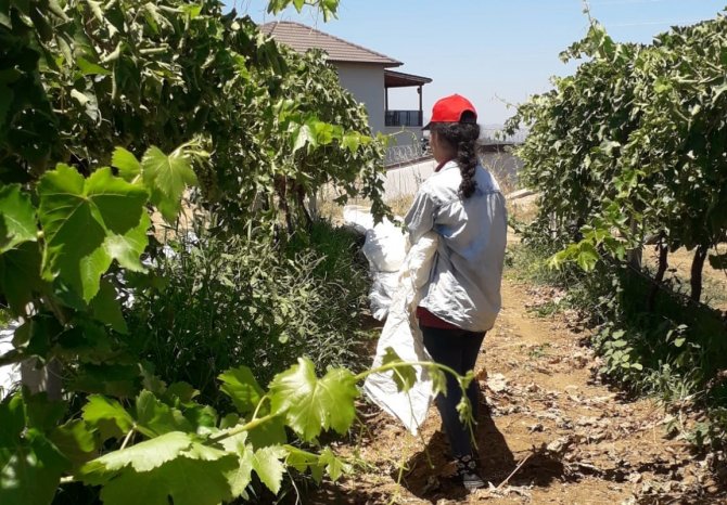 Aşırı Sıcaklıklara Rağmen Üreticiler İş Başında